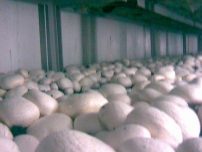 Hale, tunele productie ciuperci