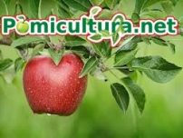 Vindem puieti pomi fructiferi