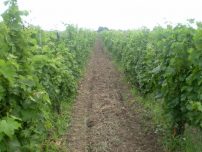 VILA DEOSEBITA - RAIU PE PAMANT