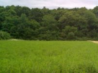 Teren Extravilan Localitatea Branesti in sat Islaz Judetul Ilfov