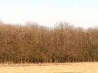 Padure de vanzare 155 Ha, Jud. Prahova