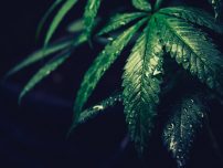 Oferta variata seminte cannabis